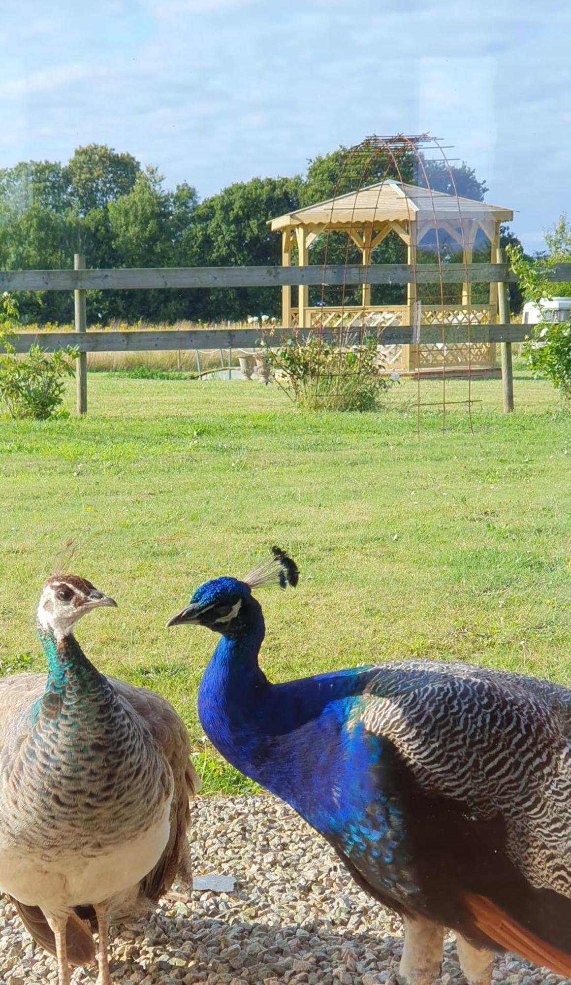 Bed and Breakfast La Ferme De Lec'H Hameury Plestin-les-Grèves Exterior foto